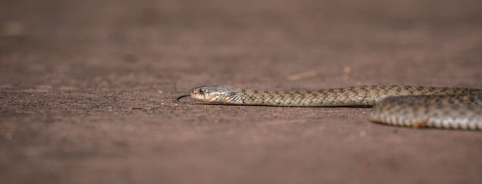 Close-up of lizard on land