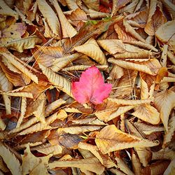 Full frame shot of leaves