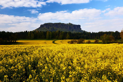 Scenic view of oilseed rape field against sky