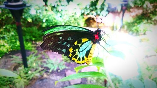 Close-up of butterfly on leaf