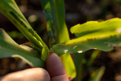 Close-up of fresh green leaf