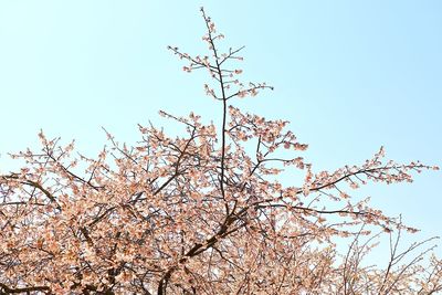 Low angle view of tree against clear sky