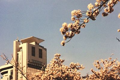 Low angle view of flowers against clear blue sky