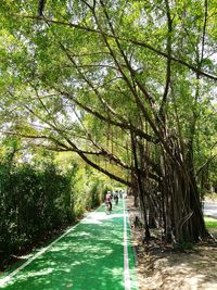 Rear view of woman walking amidst trees