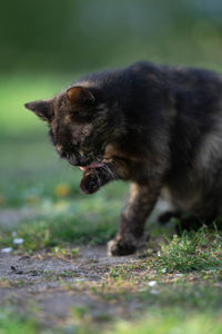 Close-up of a cat looking away