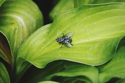 Close-up of fly on leaf
