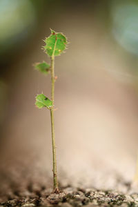 Close-up of plant against blurred background