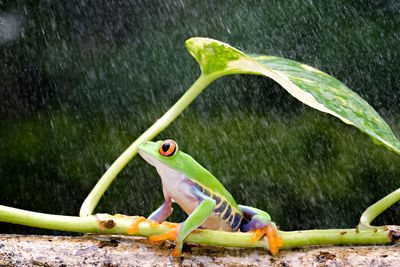 The frog is taking shelter when it rains