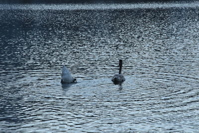Birds swimming in lake