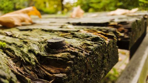 Close-up of lizard on tree stump