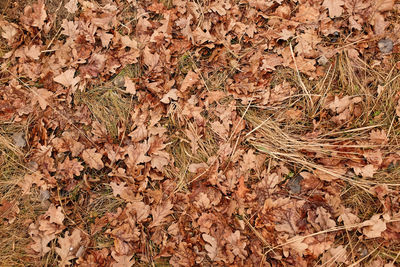 Full frame shot of dried autumn leaves on field