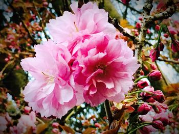 Close-up of pink flowers