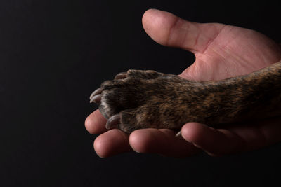 Close-up of hand holding dog's paw