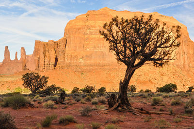 View of trees on rock