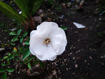 Close-up of white rose flower on land