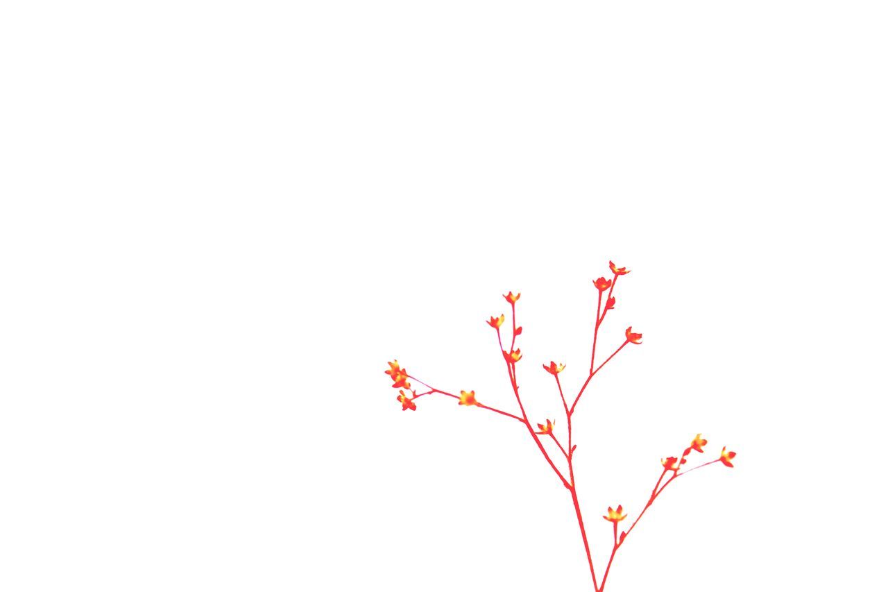 LOW ANGLE VIEW OF RED FLOWERS AGAINST WHITE BACKGROUND