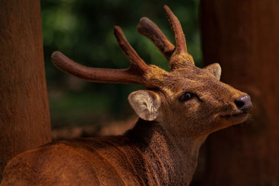 Close-up elegant of deer