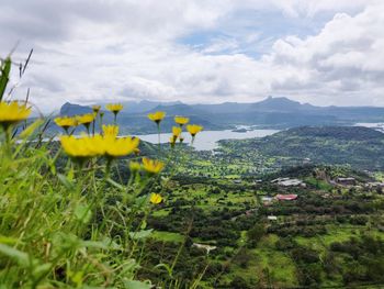 Yellow flowering plants on landscape against sky