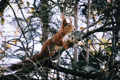 Low angle view of squirrel on tree