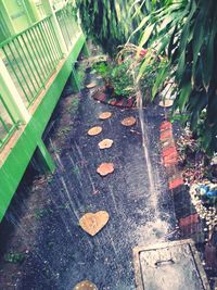 High angle view of footpath amidst plants