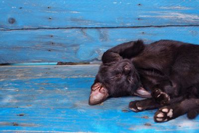 View of an animal on wood