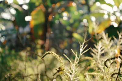 Close-up of fresh green plant