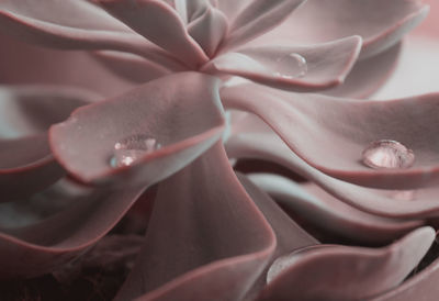 Full frame shot of white rose