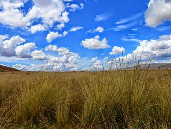 Scenic view of field against blue sky