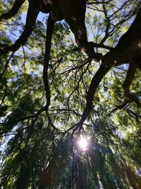 Low angle view of sunlight streaming through tree