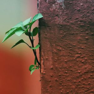 Close-up of plant against wall