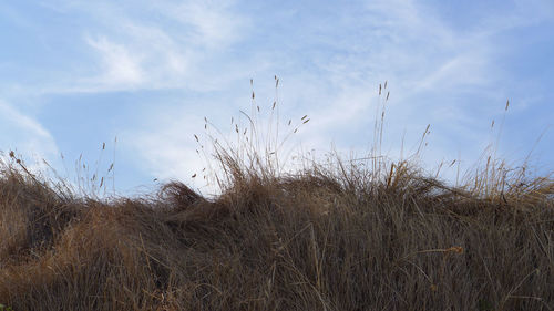 Close-up of plants on field against sky