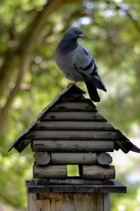 Close-up of bird perching on wood