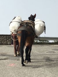 Low section of man standing by horse against sky