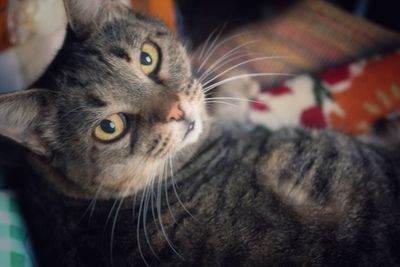 Close-up portrait of cat