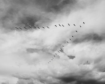 Low angle view of birds flying in sky