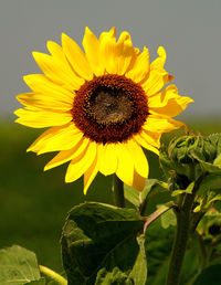 Close-up of sunflower