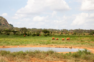 Horses in a field