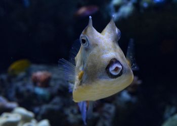 Close-up of fish swimming in aquarium