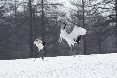 Bird on snow covered landscape