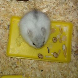 Close-up of yellow flower