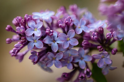 Close-up of purple flowering plant