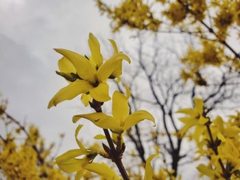 Close-up of yellow flowering plant against sky