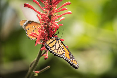 Close-up of butterfly pollinating on red flower