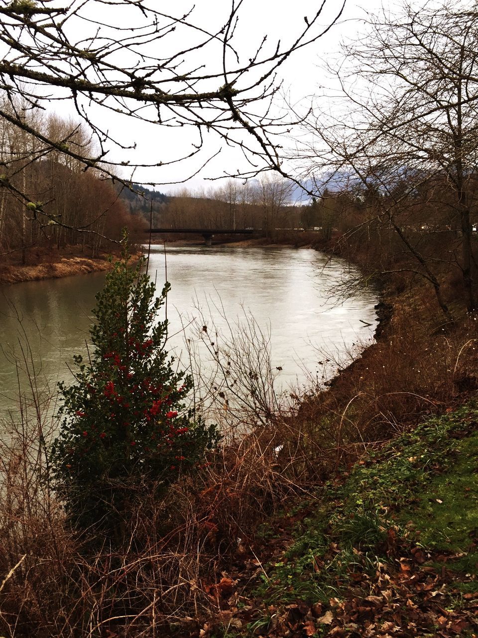 water, bare tree, lake, tree, tranquility, tranquil scene, branch, reflection, scenics, nature, beauty in nature, lakeshore, river, grass, sky, clear sky, day, outdoors, no people, idyllic
