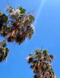 Low angle view of palm tree against clear blue sky