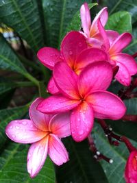 Close-up of wet pink flowers blooming outdoors