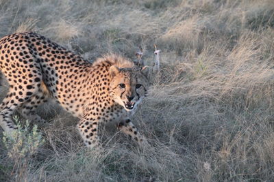Aggressive cheetah 