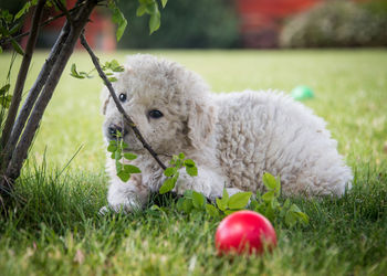 Portrait of cute kuvasz puppy by red ball on grassy field