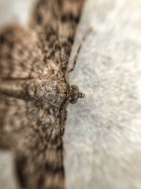 Close-up of insect on surface