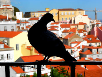 Black bird perching on railing against buildings in city